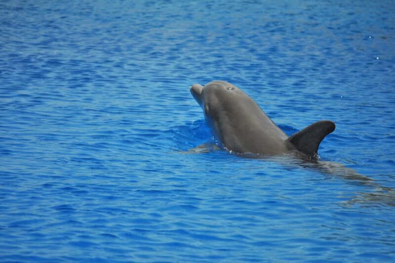 Hurghada: All-Inclusive Elite VIP Dolphin House & Massage - Key Points