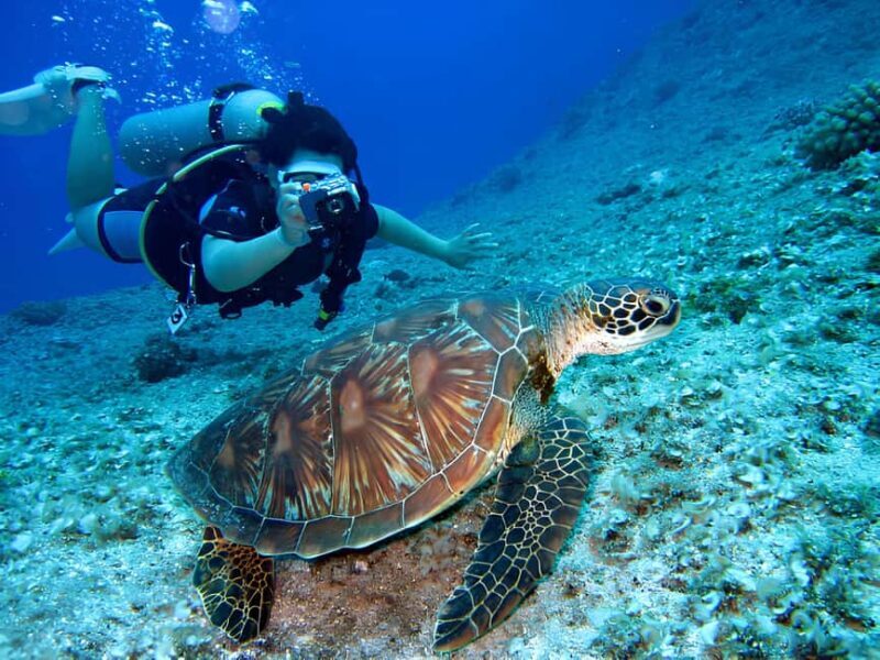 Hurghada: Beginners Scuba Diving Full-Day Boat Trip & Lunch - FAQ  
