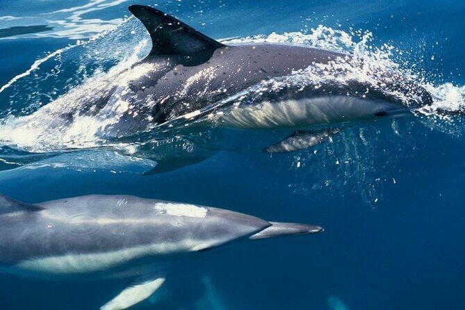 Hurghada Boat Trip to See Dolphins With Snorkeling and Lunch - Who Should Book This Tour?