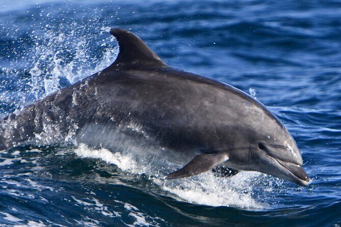 Hurghada Boat Trip to See Dolphins With Snorkeling and Lunch - FAQ
