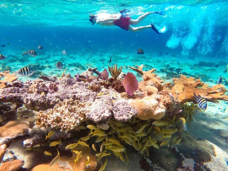 Hurghada: Day Snorkeling with Dolphins - A Full Look at the Hurghada Snorkeling with Dolphins Tour