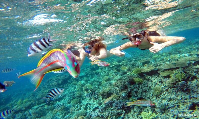 Hurghada: Day Snorkeling with Dolphins - Final Thoughts