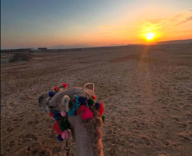 Hurghada: Desert & Beach Camel Ride with Transfers - Who Should Consider This Experience?