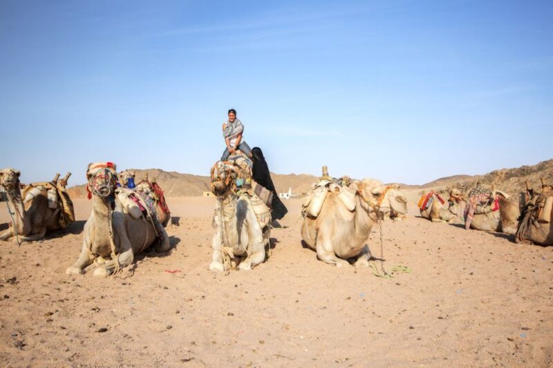 Hurghada: Desert Quad Bike Camel Ride with Optional GoPro - Sunset, Dinner, and Show Option