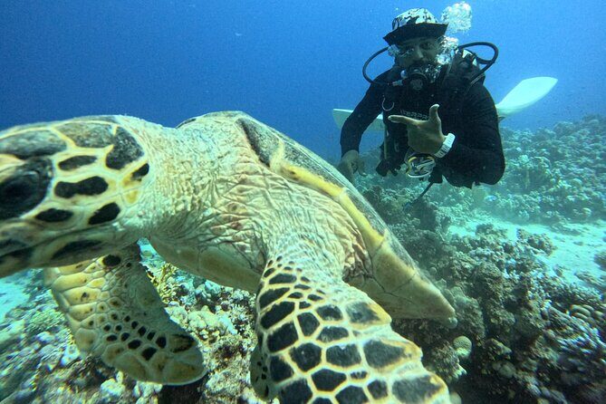 Hurghada Diving Adventure one Day with two Dives Boat Trip - Who Is This Tour Best For?