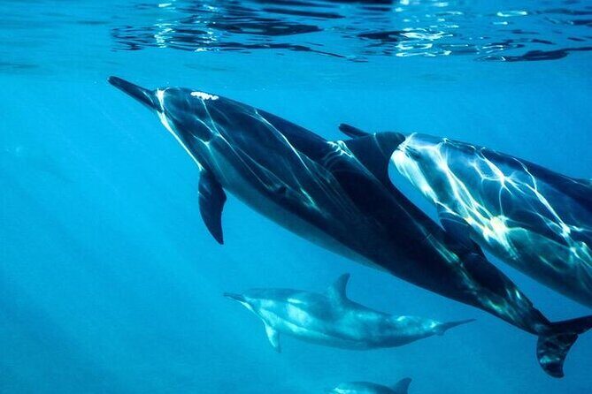 Hurghada Dolphin House: Full-Day Snorkeling & Boat Experience - Experience Breakdown: What to Expect