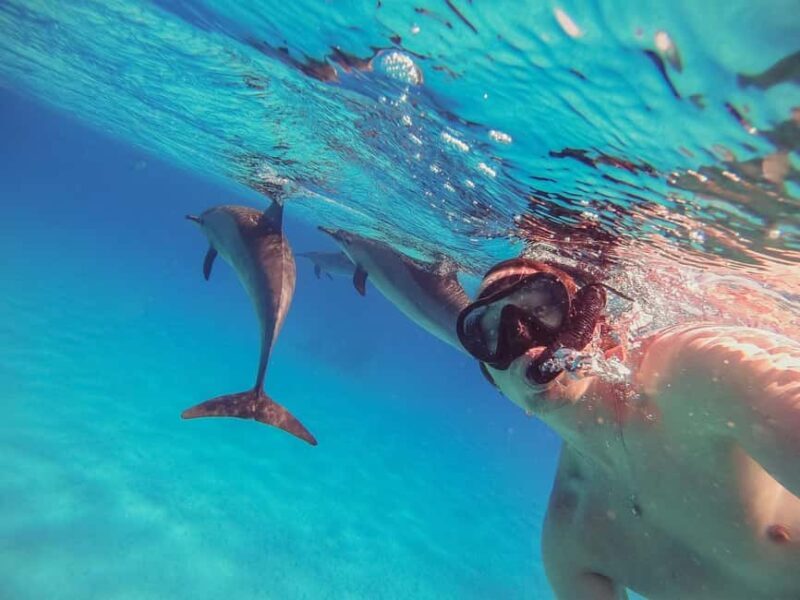 Hurghada: Dolphin Watching Boat Tour with Snorkeling & Lunch - An In-Depth Look at the Tour Experience