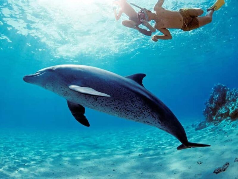 Hurghada: Dolphin Watching Boat Tour with Snorkeling & Lunch - Final Thoughts