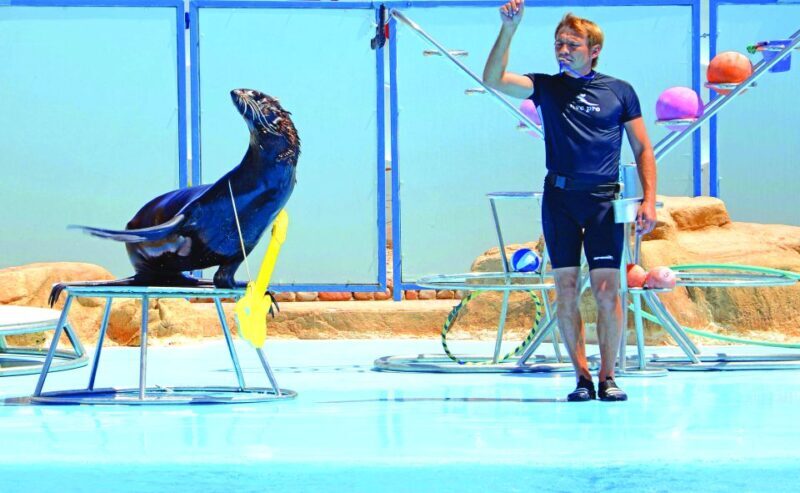 Hurghada: Dolphin World Show with Walruses and Pickup - Key Points