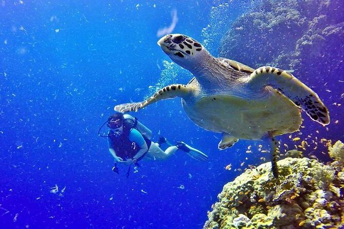 Hurghada: Full-Day Diving Tour with Lunch & Two Dive Sites - FAQ