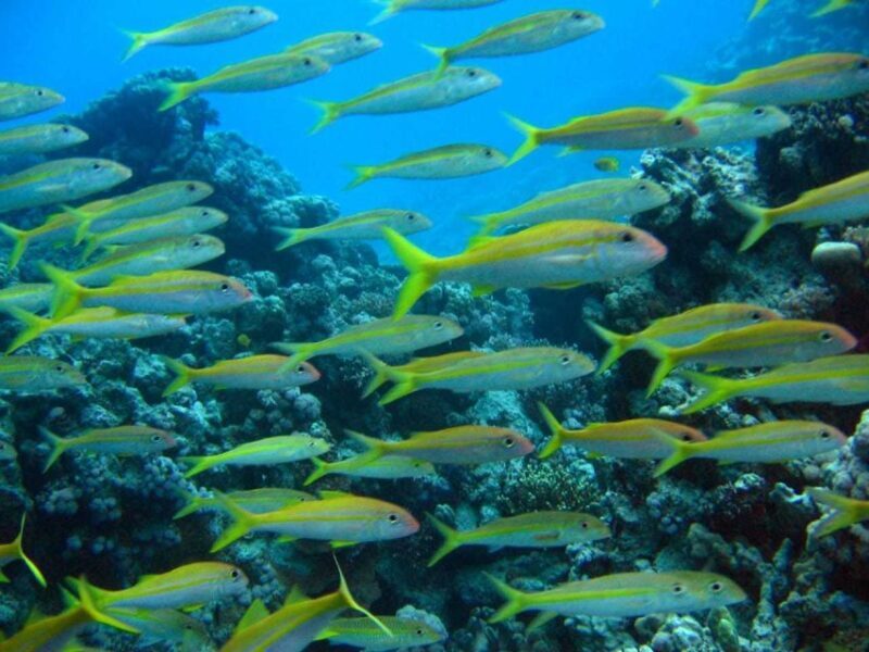 Hurghada: Full-Day Scuba Diving Tour with 2 Sites and Lunch - Key Points