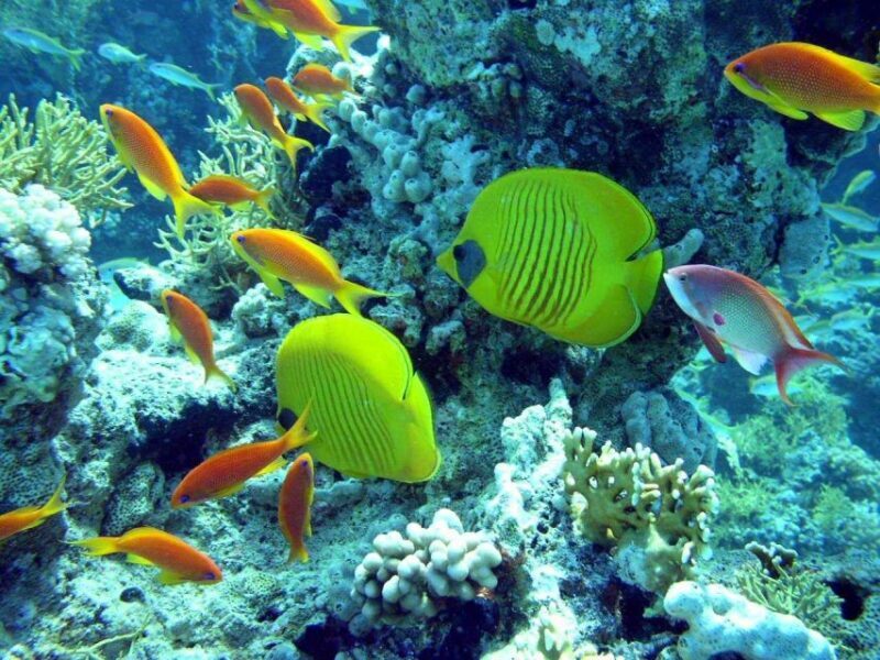 Hurghada: Full-Day Scuba Diving Tour with 2 Sites and Lunch - What to Expect from the Full-Day Hurghada Scuba Tour