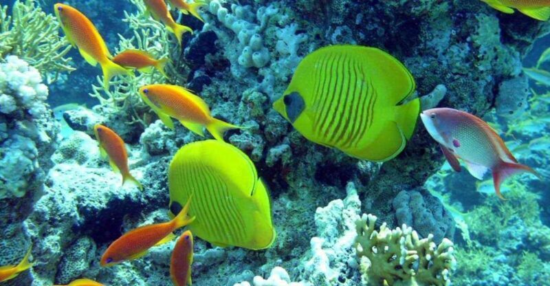 Hurghada: Full-Day Scuba Diving Tour with 2 Sites and Lunch - Practical Tips for Your Dive Day
