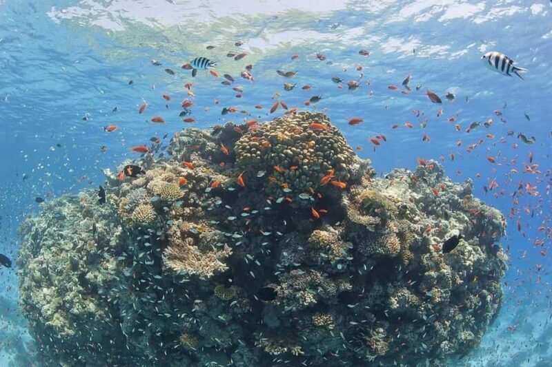 Hurghada: Full-Day Snorkeling Tour in Sharm El Naga w/Lunch - Final Thoughts: Who Should Book This Tour?