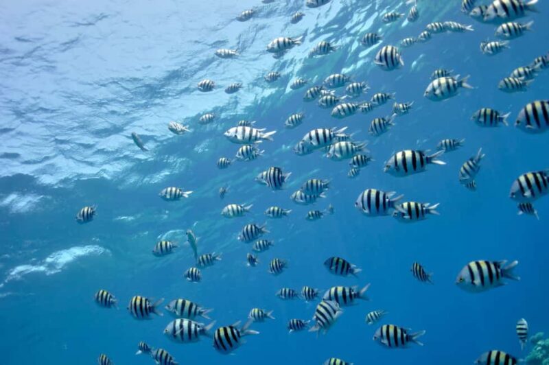 Hurghada: Glass Boat & Snorkeling with Optional Parasailing - The Itinerary in Detail  