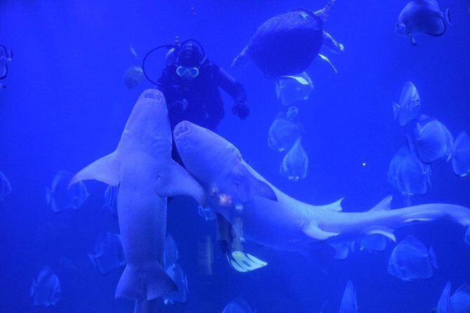 Hurghada Grand Aquarium Tour with Hotel Transfer  Hurghada - Hurghada Grand Aquarium Tour with Hotel Transfer: A Practical Review
