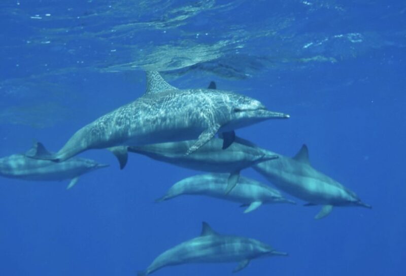 Hurghada: Luxury Orange Bay Cruise with Lunch and Pickup - Price and Value