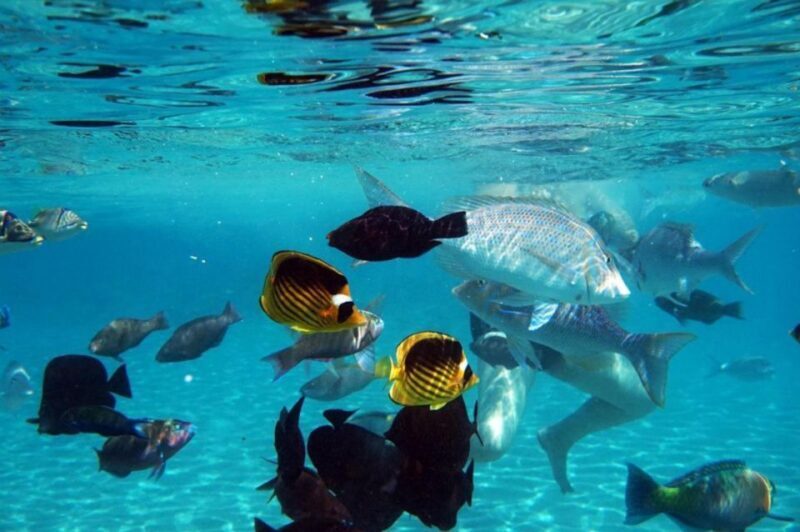 Hurghada: Luxury Private Yacht with Optional Lunch & Drinks - An In-Depth Look at the Red Sea Private Yacht Experience