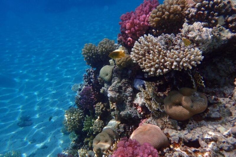 Hurghada: Luxury Private Yacht with Optional Lunch & Drinks - What Makes This Tour Stand Out?