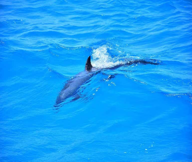 Hurghada or Makadi: Discover the Magic of Dolphin House - Who Is This Trip Best For?