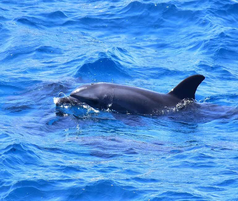 Hurghada or Makadi: Discover the Magic of Dolphin House - The Sum Up