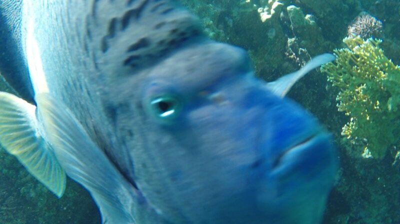 Hurghada: Orange Bay & Giftun Island, Snorkeling With Lunch - The Experience from a Traveler’s Perspective