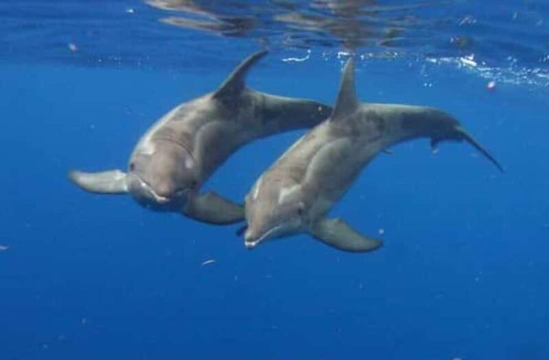 Hurghada: Orca Hyperion Semi-Submarine Tour with Snorkeling - Why This Tour Works Well