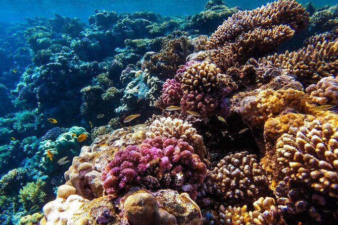 Hurghada Panorama Submarine Boat Trip with Snorkel and Drinks - Practical Tips
