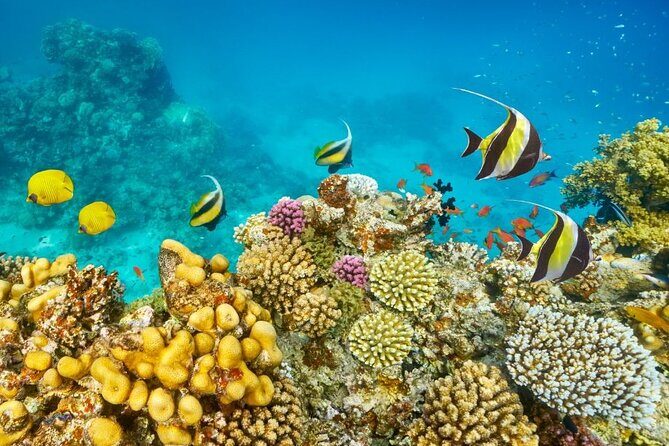 Hurghada Panorama Submarine Boat Trip with Snorkel and Drinks - FAQ