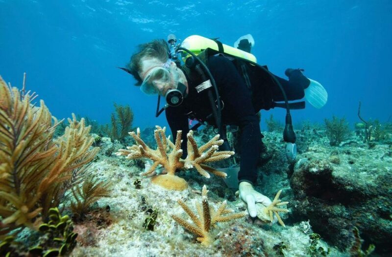 Hurghada: Premium Island Cruise with Lunch and snorkeling - Authentic Insights from Reviews