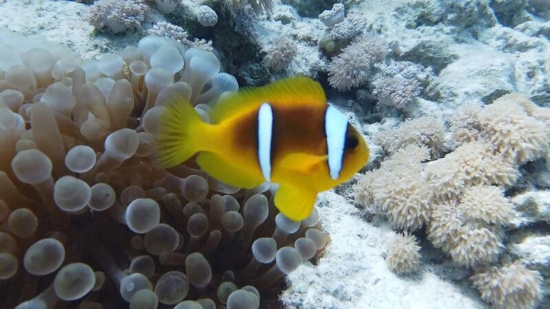 Hurghada: Premium Island Cruise with Lunch and snorkeling - Who Should Consider This Tour?
