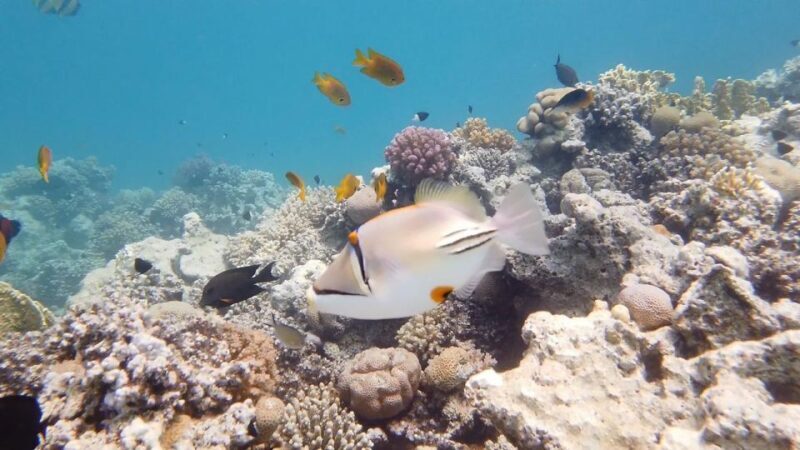 Hurghada: Premium Island Cruise with Lunch and snorkeling - Final Thoughts