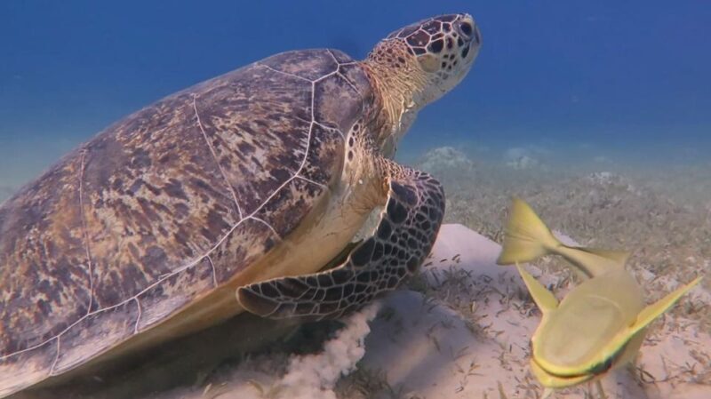 Hurghada: Premium Island Cruise with Lunch and snorkeling - FAQs