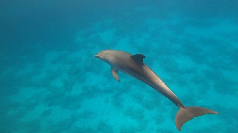 Hurghada: Private Speedboat Adventure with Snacks & Pick-up - Exploring the Tour Itinerary