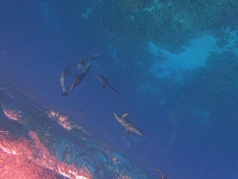 Hurghada: Private Speedboat to Dolphin House with Pickup - Hurghada: Private Speedboat to Dolphin House with Pickup – A Full Review