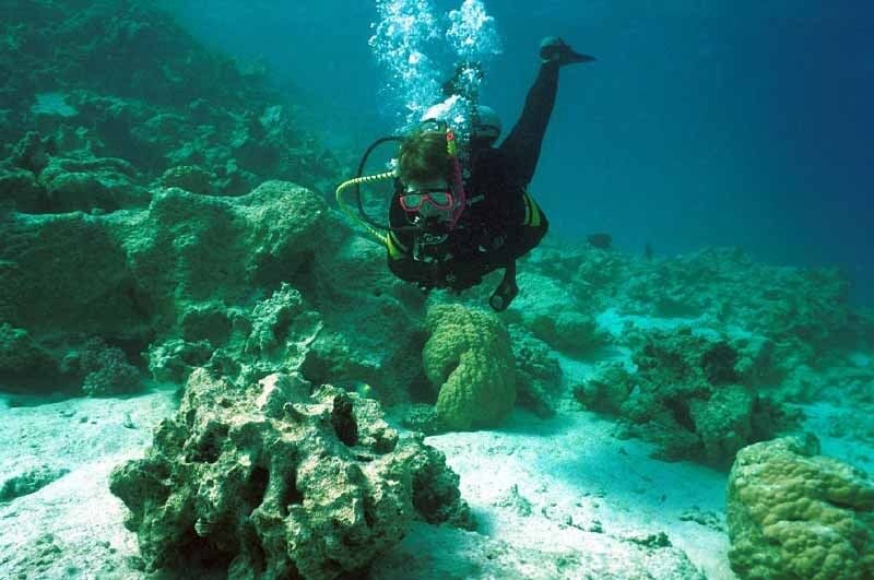 Hurghada, Professionals Diving in Open Water Tour with Lunch - Key Points
