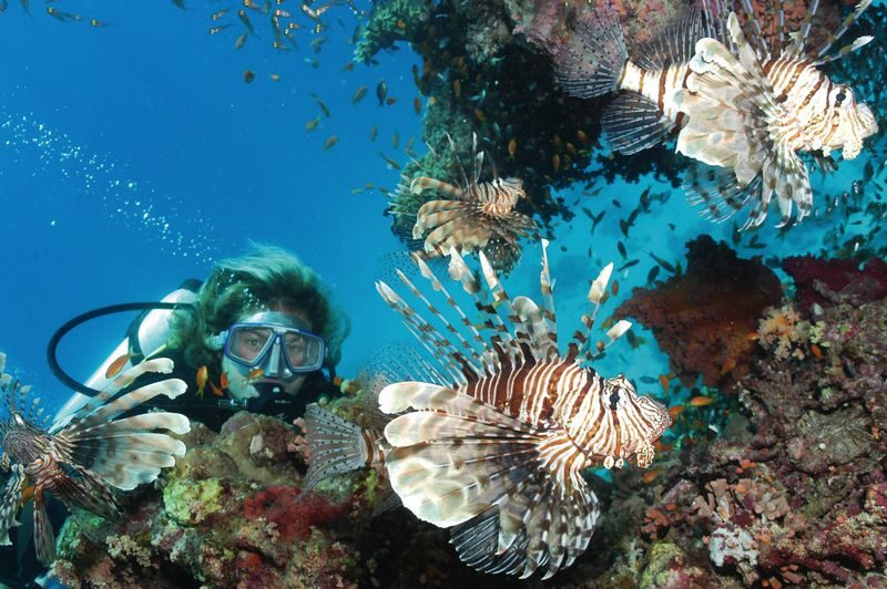 Hurghada, Professionals Diving in Open Water Tour with Lunch - What Travelers Are Saying