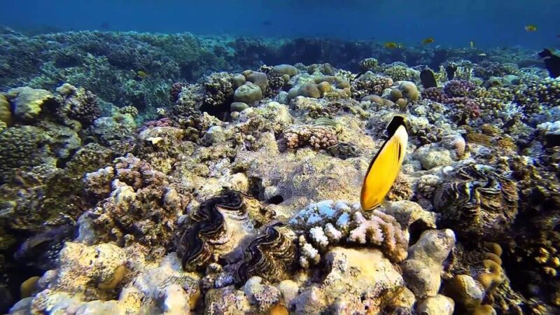 Hurghada, Professionals Diving in Open Water Tour with Lunch - Who Should Consider This Tour?