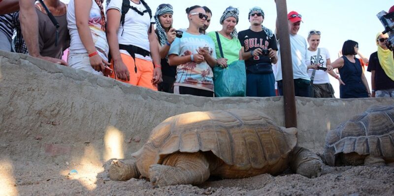 Hurghada: Quad Bike, Camel & Option Dinner, Show, Stargazing - Final Thoughts