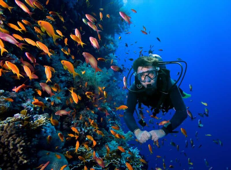 Hurghada- RedSea: Shore Diving with Dolphins and Transfers - Key Points