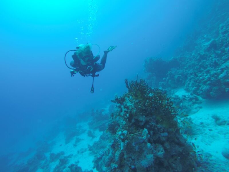 Hurghada- RedSea: Shore Diving with Dolphins and Transfers - An Honest Breakdown of the Experience