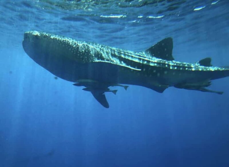 Hurghada: Royal Seascope Submarine Cruise with Snorkel Stop - Final Thoughts: Is It Worth It?