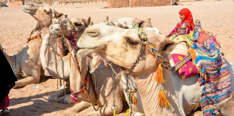 Hurghada: Safari Jeep, Buggy, Camel, Quad, Bedouin Dinner - An In-Depth Look at the Desert Safari Experience