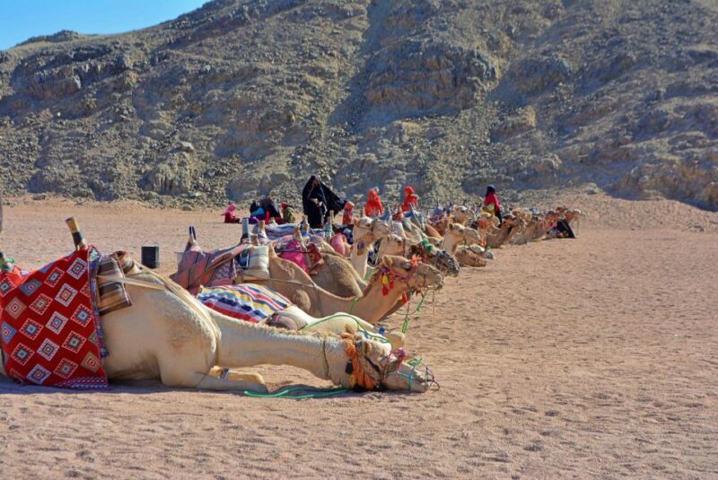 Hurghada: Safari Jeep , Camel Ride & BBQ Dinner - A Detailed Look at the Hurghada Desert Safari Experience