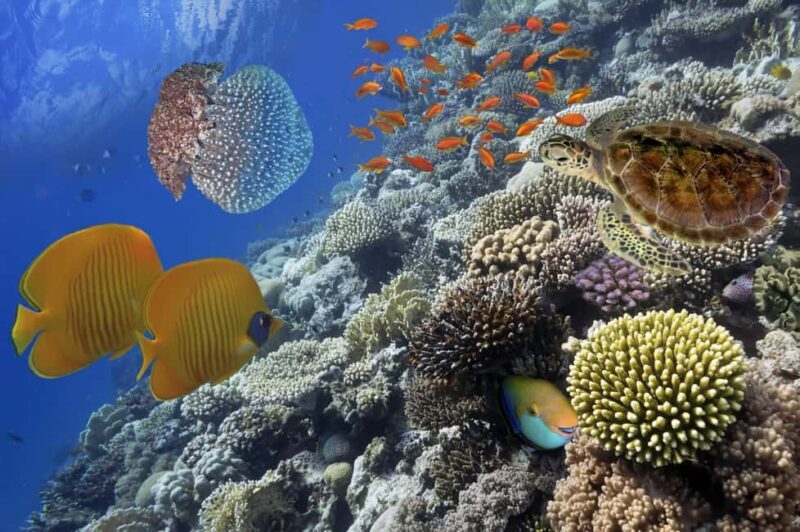 Hurghada: Scenic Submarine Tour with Snorkeling and Transfer - The Experience in Context: Value and Authenticity