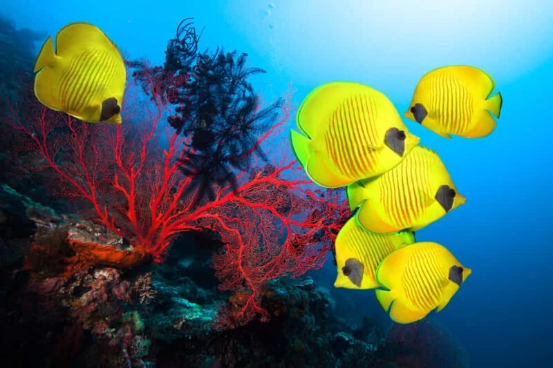 Hurghada: Scenic Submarine Tour with Snorkeling and Transfer - The Sum Up: Who Is This Tour Best For?