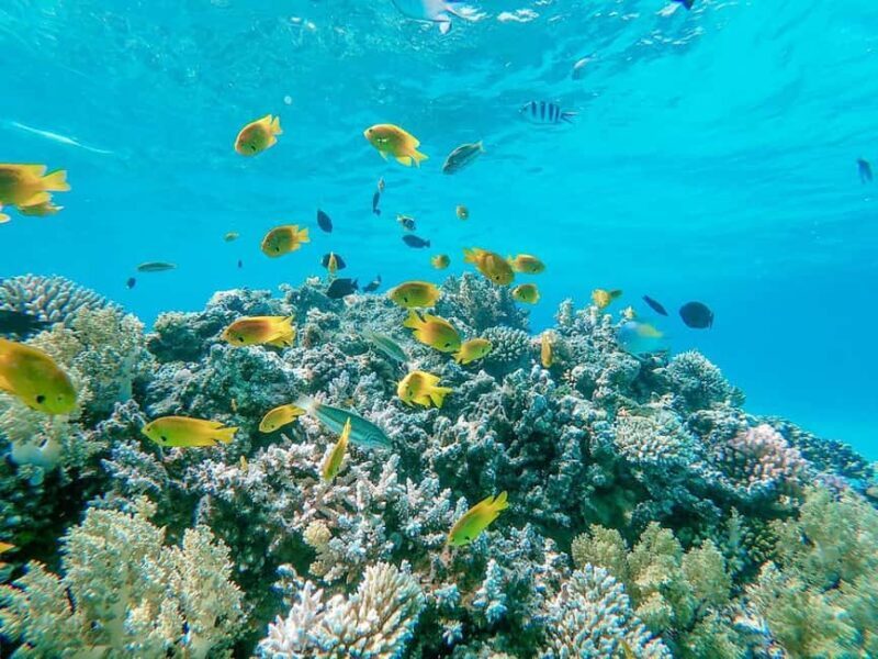 Hurghada: Scuba Diving cruise with lunch & pickup - Key Points