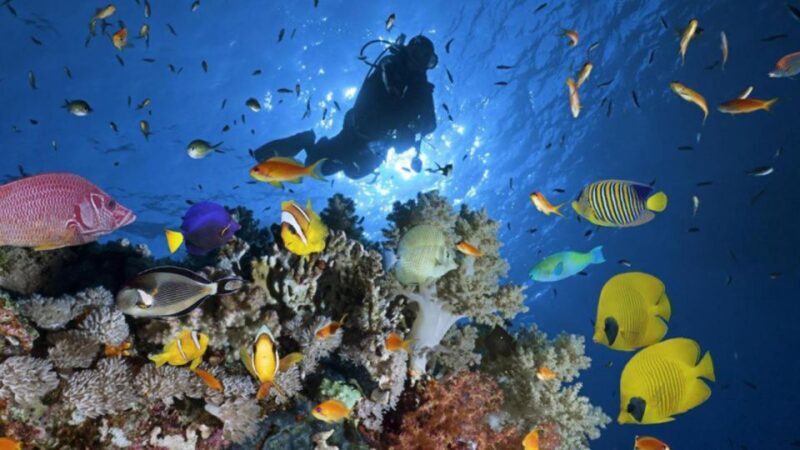 Hurghada: Scuba Diving cruise with lunch & pickup - The Sum Up