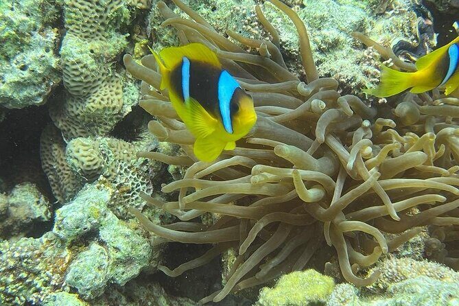 Hurghada Scuba Diving Full Day Boat Trip for beginners With Lunch & Transfer - What Travelers Have Said