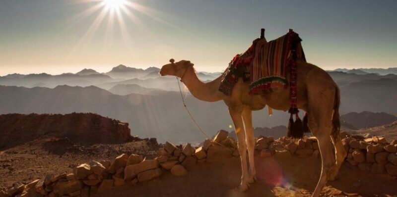 Hurghada: Sea & Desert Camel Ride w/Dinner, Show, Stargazing - The Sum Up  